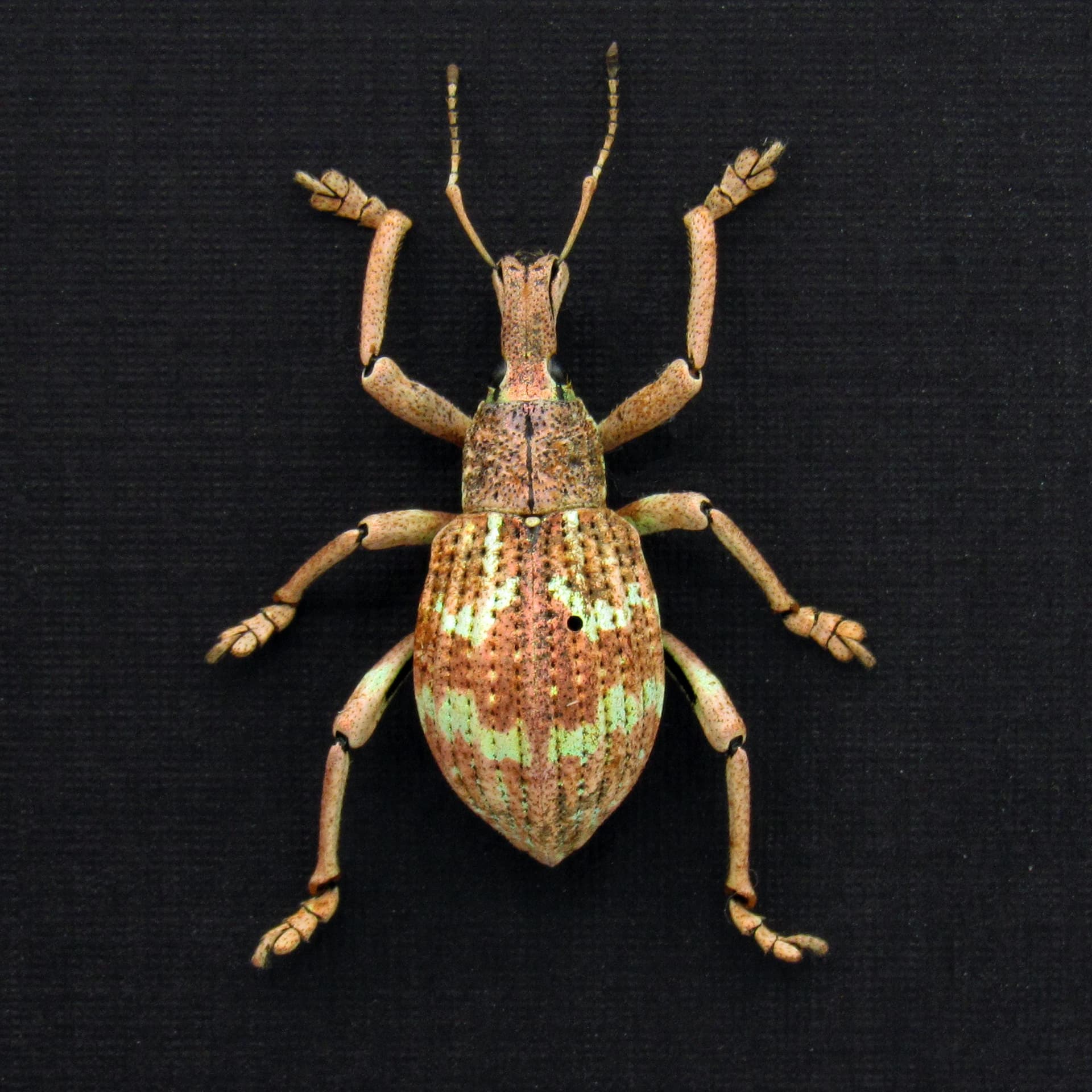 Rare weevil framed taxidermy - Rhinoscapha species