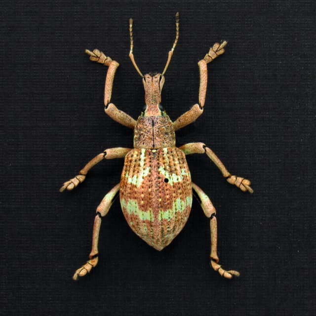 Rare weevil framed taxidermy - Rhinoscapha species