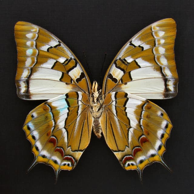 Giant rare blue Nawab butterfly framed taxidermy - Polyura galaxia - XL female