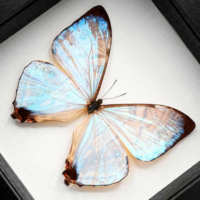 Real Pearl Morpho framed butterfly taxidermy - Morpho sulkowskyi