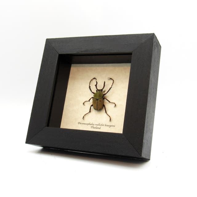 Real Stag beetle framed taxidermy - Dicranocephalus wallichii bourgoini
