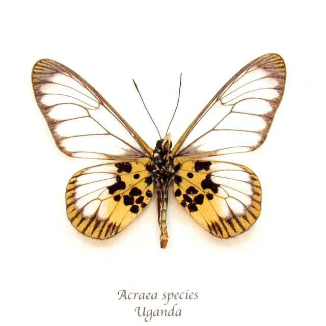 Real African Glasswing butterfly framed taxidermy - Acraea species