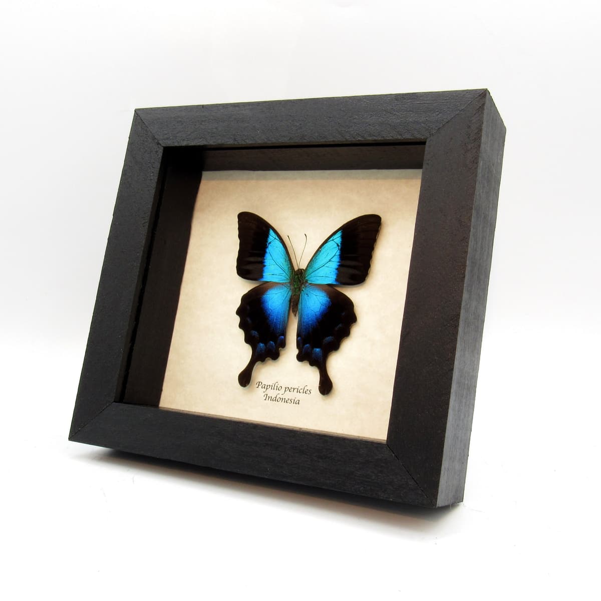 Real blue Swallowtail butterfly framed taxidermy - Papilio pericles