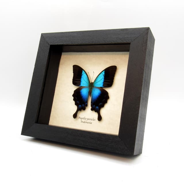 Real blue Swallowtail butterfly framed taxidermy - Papilio pericles