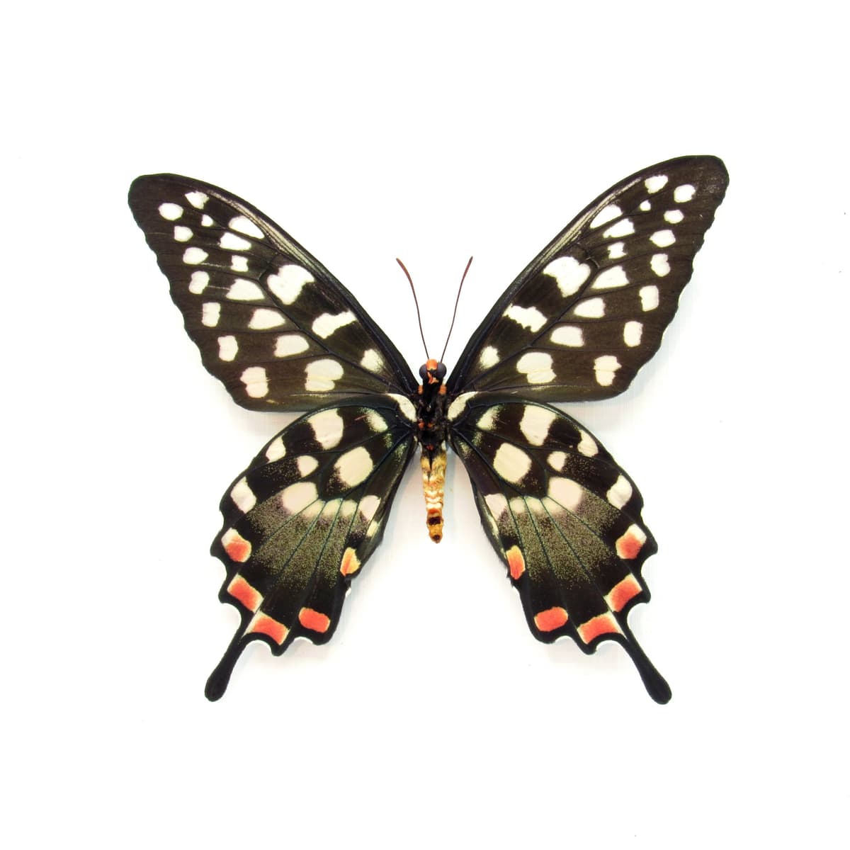 Real Giant Swallowtail butterfly framed taxidermy - Papilio antenor
