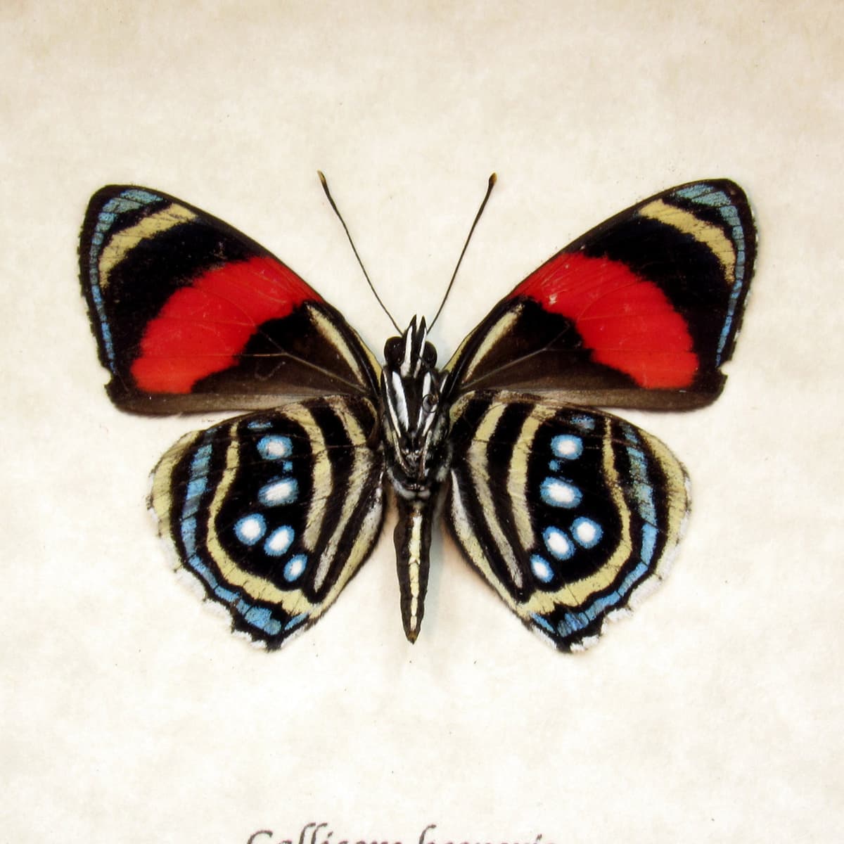 Real red Hesperis 88 butterfly framed taxidermy - Callicore hesperis