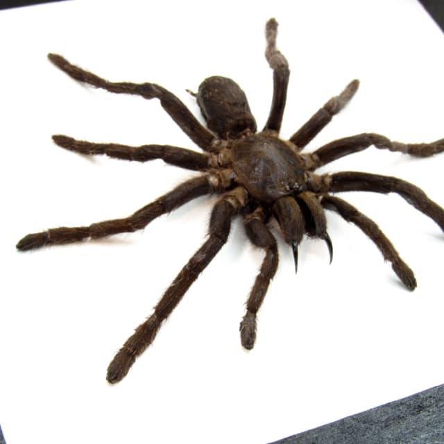 Real Java Yellow Kneed Tarantula spider framed taxidermy - Selenocosmia javanensis dolichoplectra