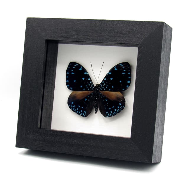 Real blue Starry Night butterfly framed taxidermy - Hamadryas laodamia