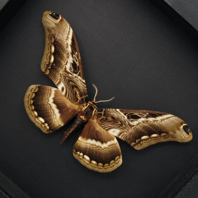 Real Giant moth framed taxidermy - Dactyloceras lucina