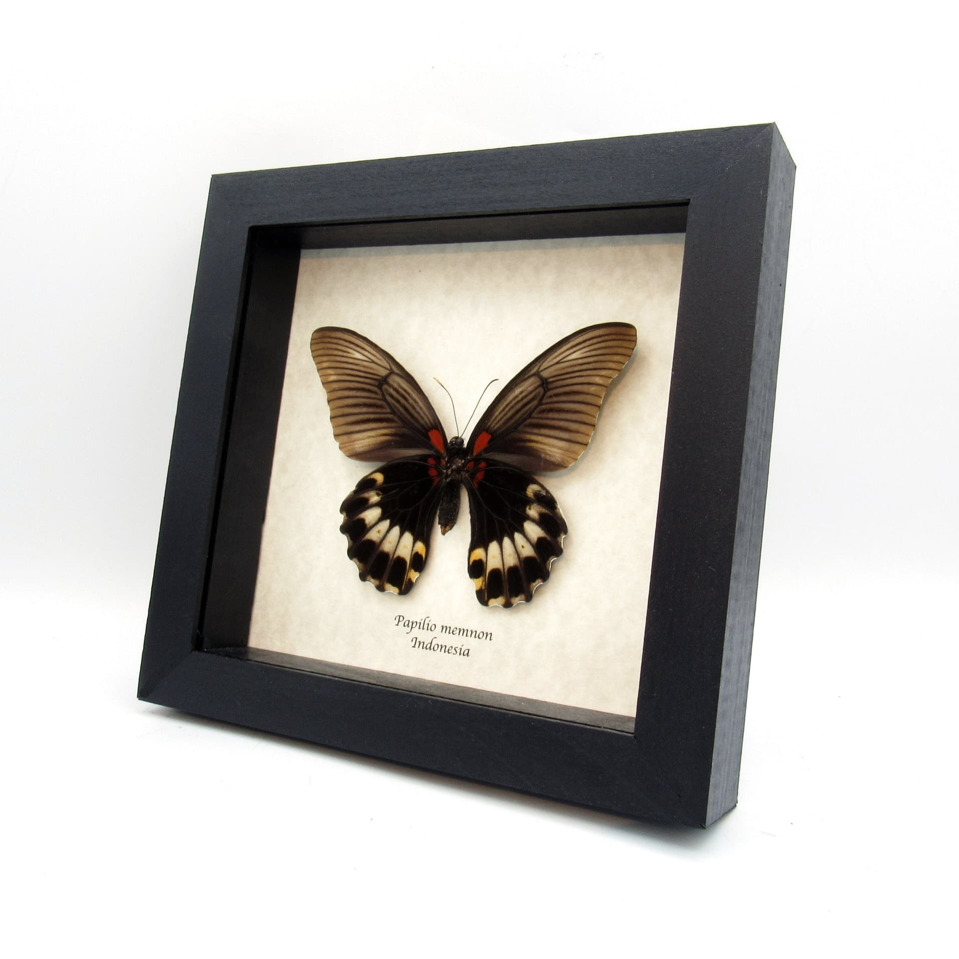 Real Great Mormon butterfly framed taxidermy - Papilio memnon