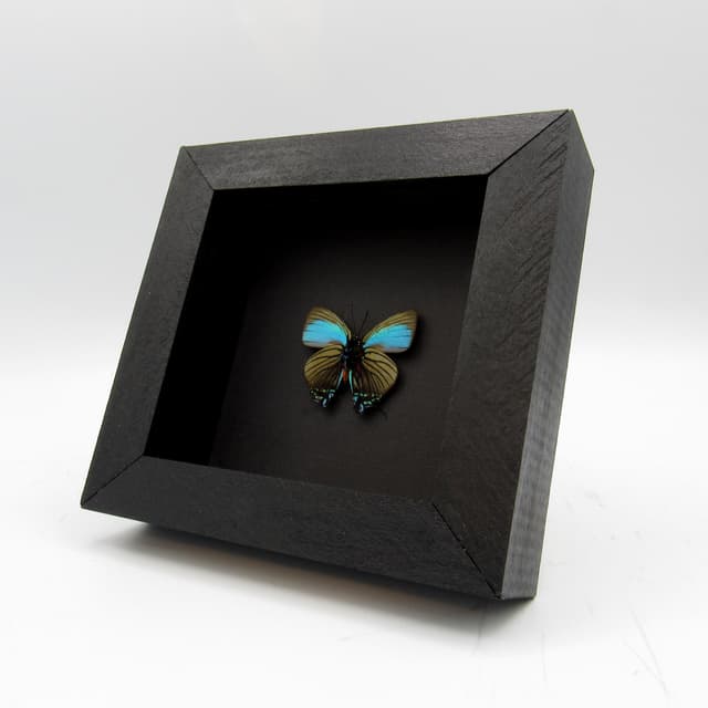 Real rare blue Hairstreak butterfly framed taxidermy - Atlides polybe