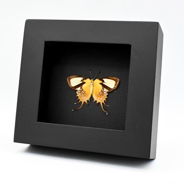 Real metallic gold butterfly framed taxidermy - Helicopis cupido - Victorian mount
