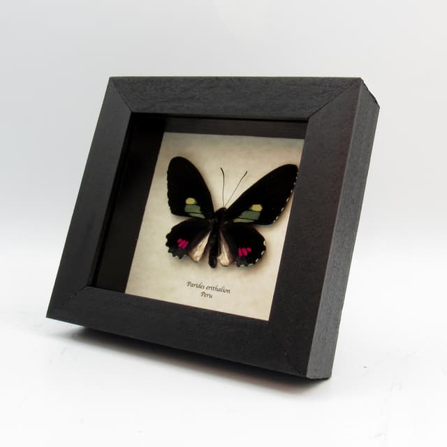 Real butterfly framed taxidermy - Parides erithalion
