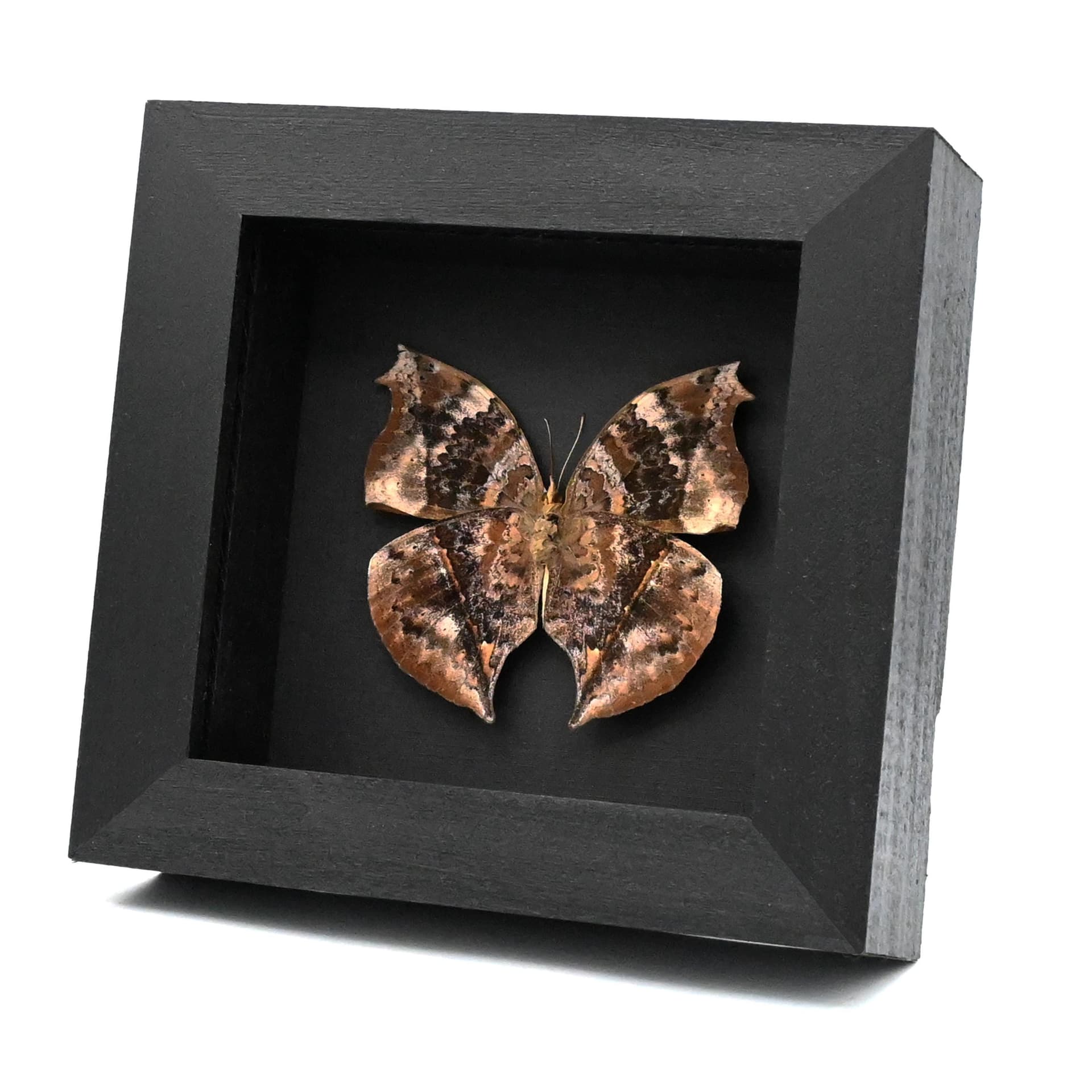 Real bark mimic butterfly framed taxidermy - Salamis cacta