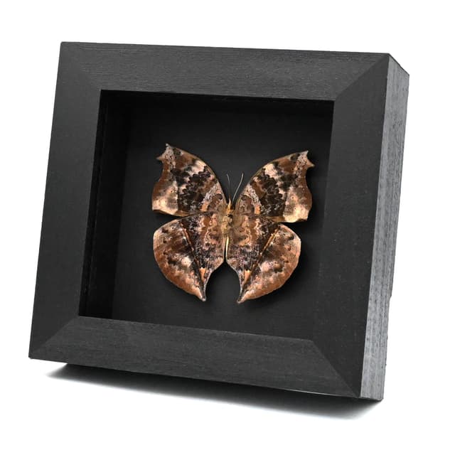 Real bark mimic butterfly framed taxidermy - Salamis cacta