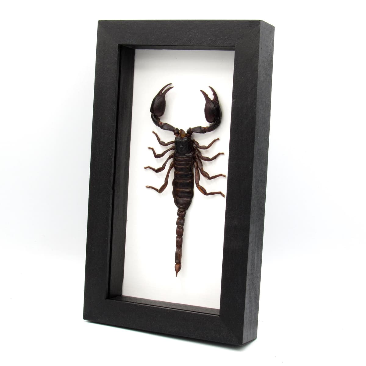 Real large Scorpion framed taxidermy - Heterometrus laoticus