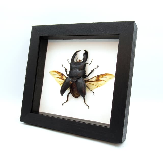 Real Giant Stag beetle framed taxidermy - Dorcus titanus yasuokai