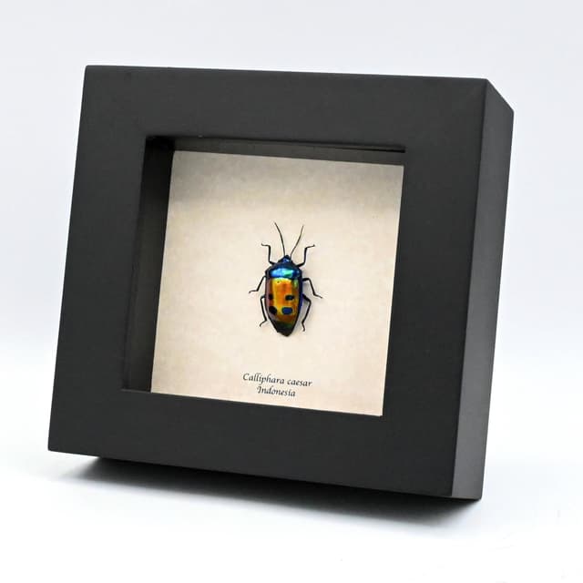 Real metallic Mangrove Jewel Bug framed taxidermy - Calliphara caesar