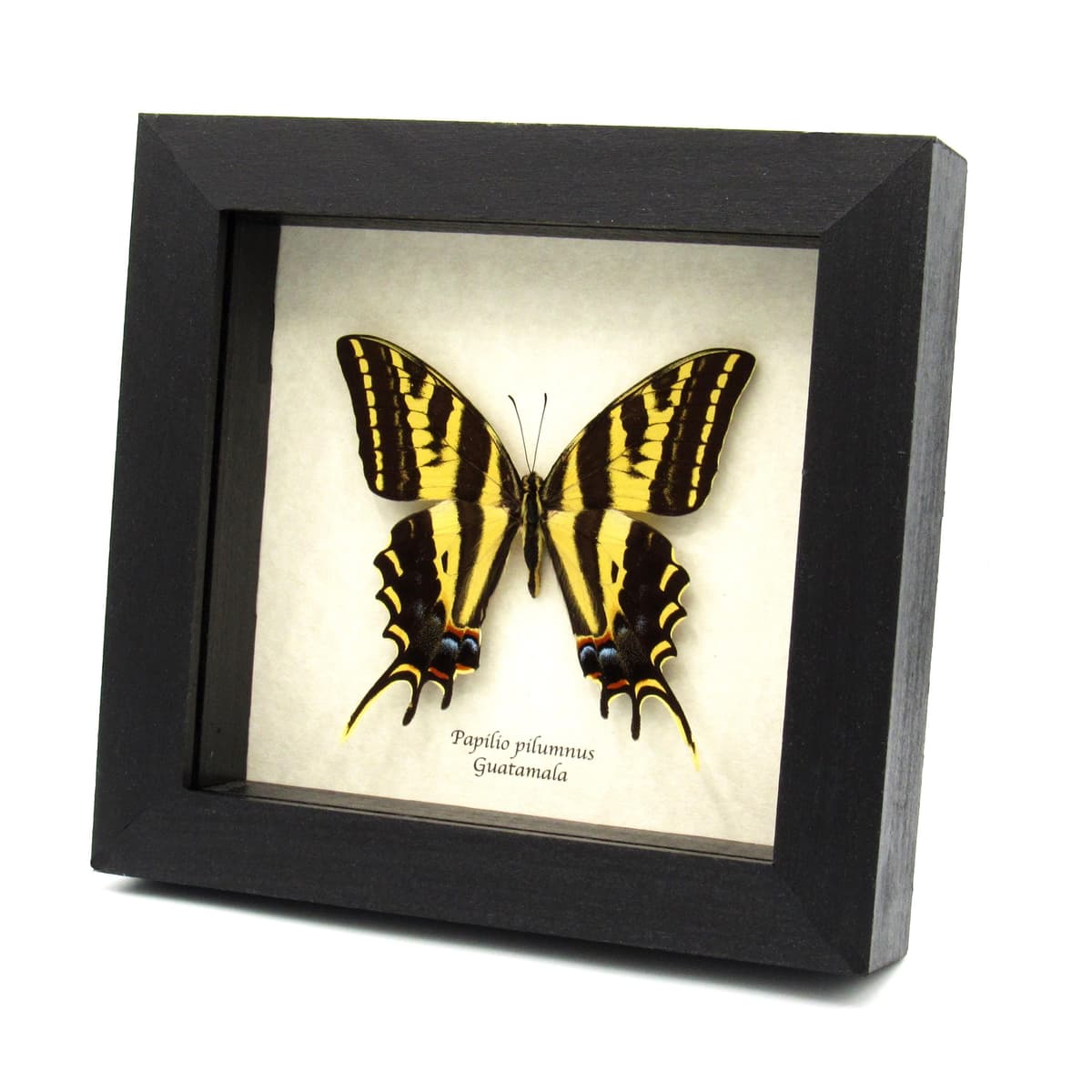 Rare Three-tailed Tiger swallowtail butterfly framed taxidermy - Papilio pilumnus