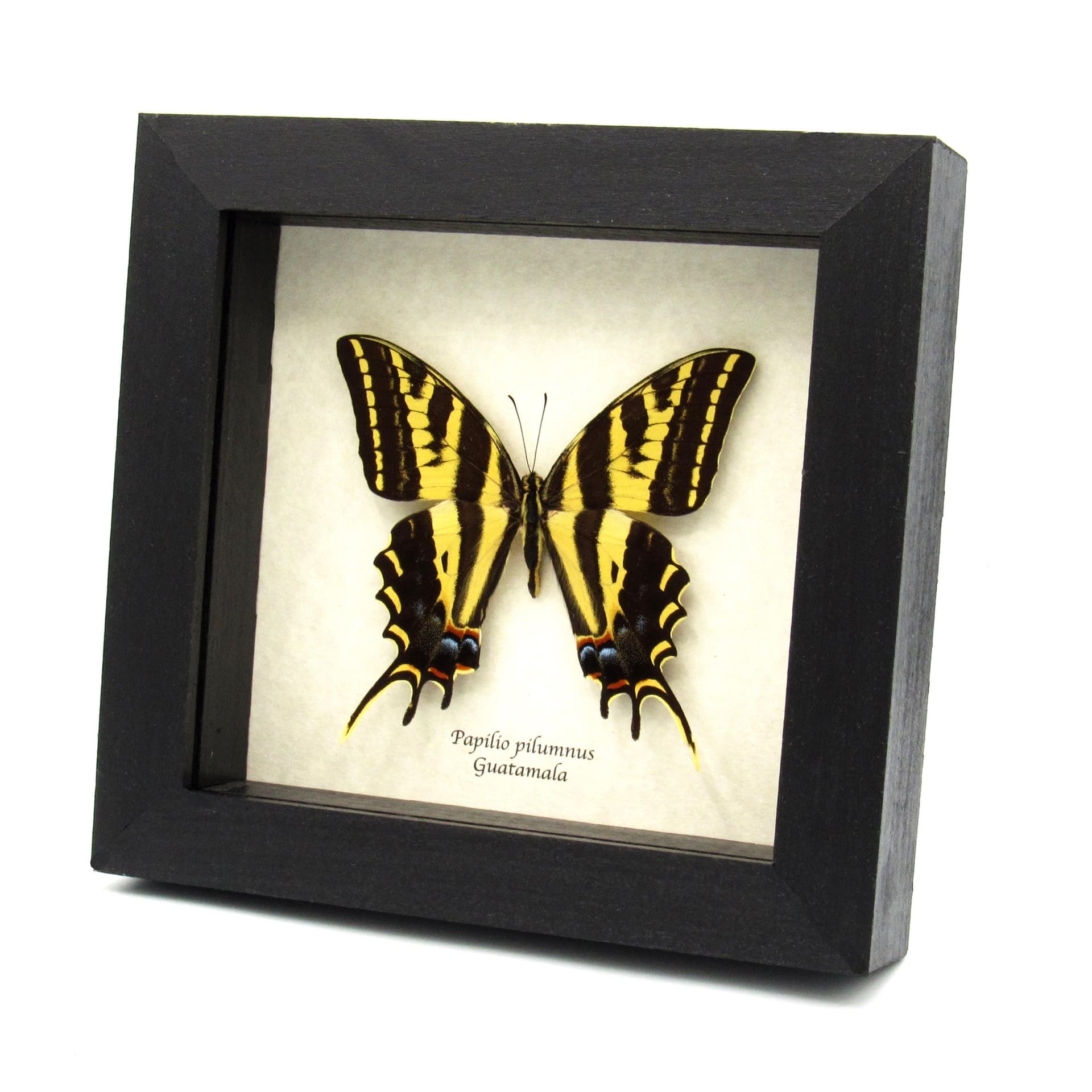 Rare Three-tailed Tiger swallowtail butterfly framed taxidermy - Papilio pilumnus