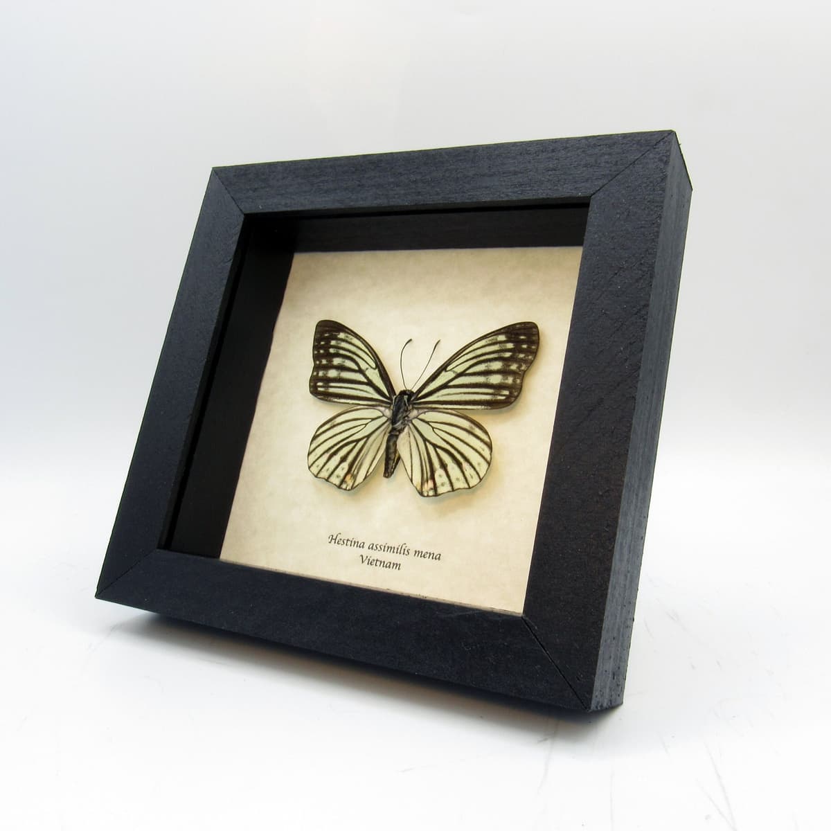 Real pale green butterfly framed taxidermy - Hestina assimilis mena