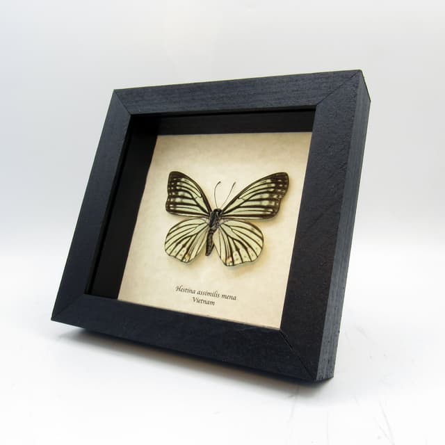 Real pale green butterfly framed taxidermy - Hestina assimilis mena