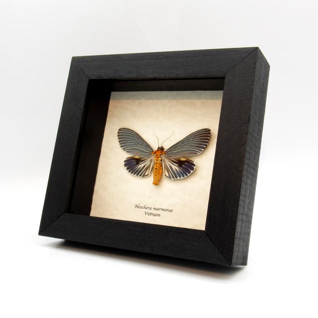 Real metallic blue framed taxidermy moth - Neochera marmorea