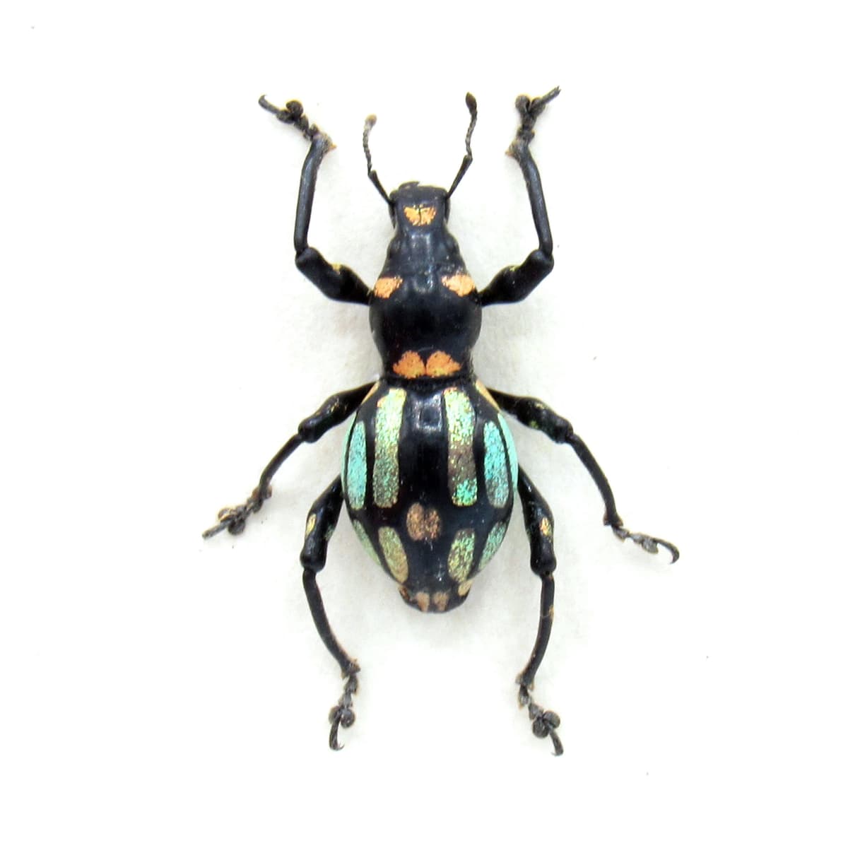 Rare metallic weevil beetle framed specimen - Pachyrhynchus species