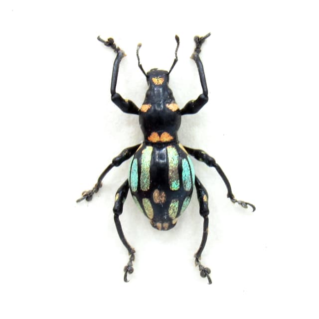 Rare metallic weevil beetle framed specimen - Pachyrhynchus species