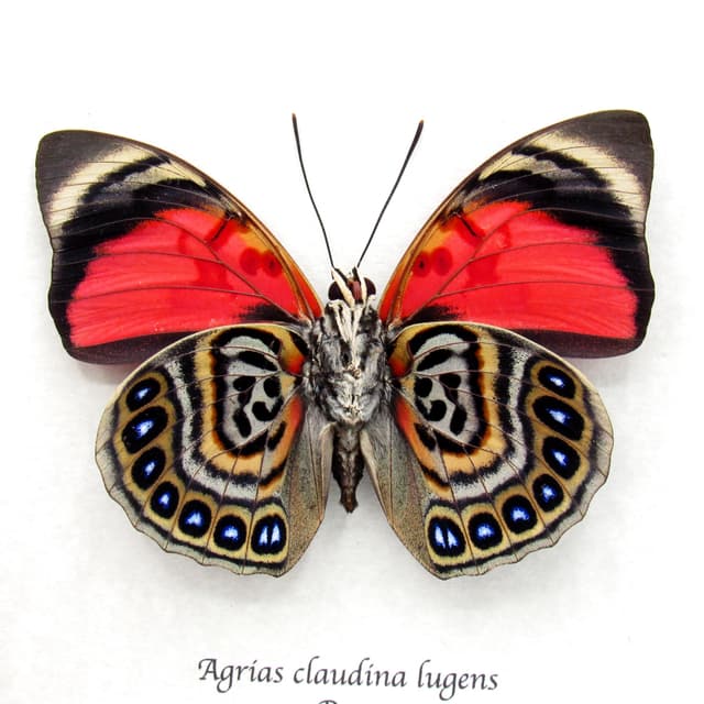 Real red butterfly framed taxidermy - Agrias claudina lugens