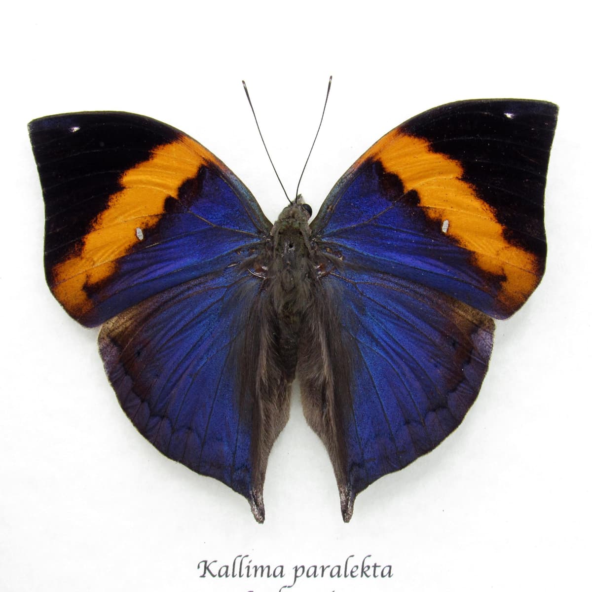 Rare Blue Indian Leafwing butterfly taxidermy - Kallima paralekta