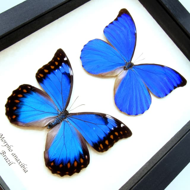 Very rare blue Morpho butterflies framed taxidermy - Morpho anaxibia - male and female pair