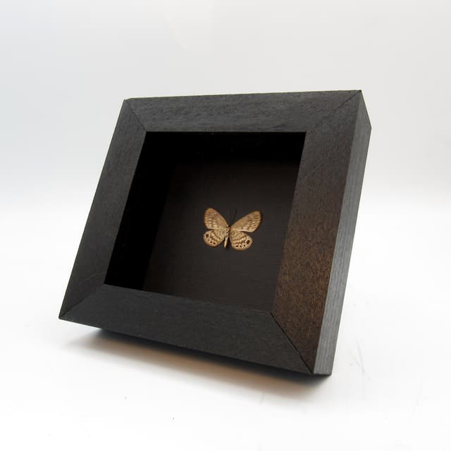 Very tiny real Metalmark butterfly framed taxidermy - Alesa amesis