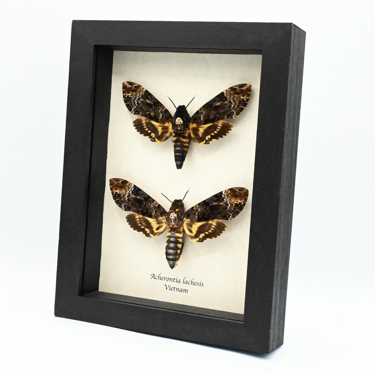 Real XL moths framed taxidermy - Acherontia lachesis - Deaths Head - Pair