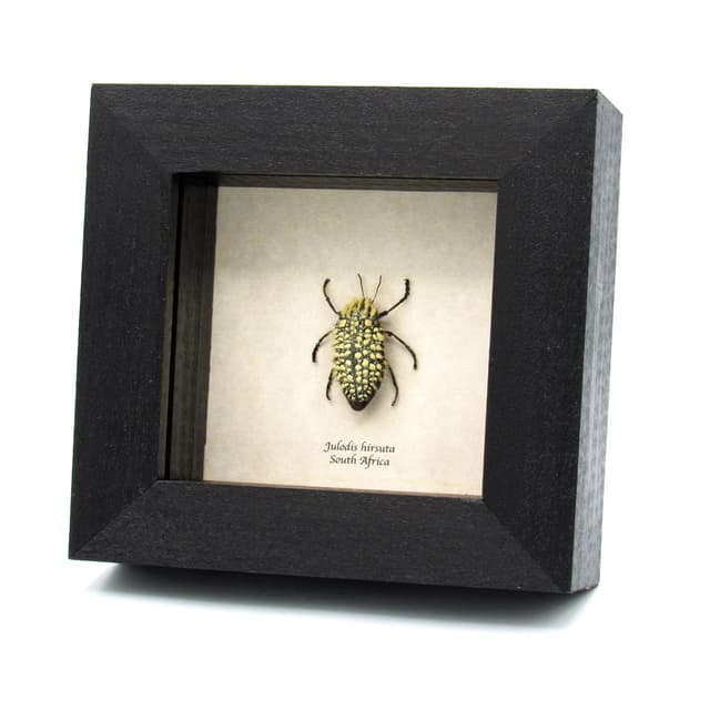 Very rare real hairy blue Jewel beetle framed taxidermy - Julodis hirsuta