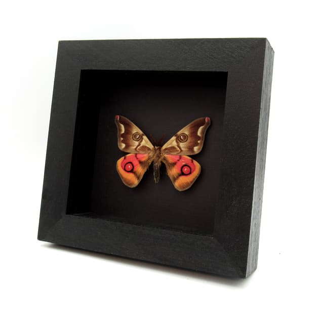 Very rare real pink Saturn moth framed taxidermy - Polythysana cinerascens