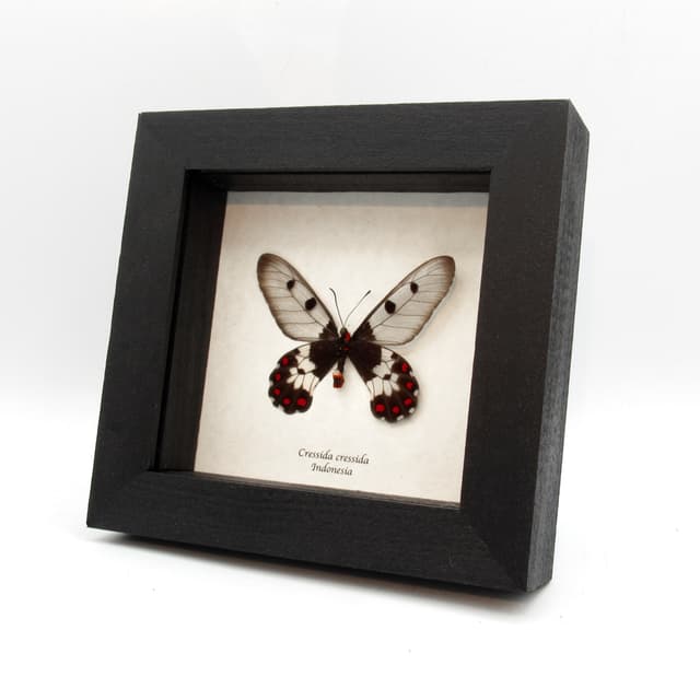 Real Clearwing Swallowtail butterfly framed taxidermy - Cressida cressida
