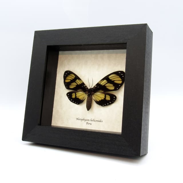 Rare butterfly mimic Tiger moth framed taxidermy - Notophyson heliconides