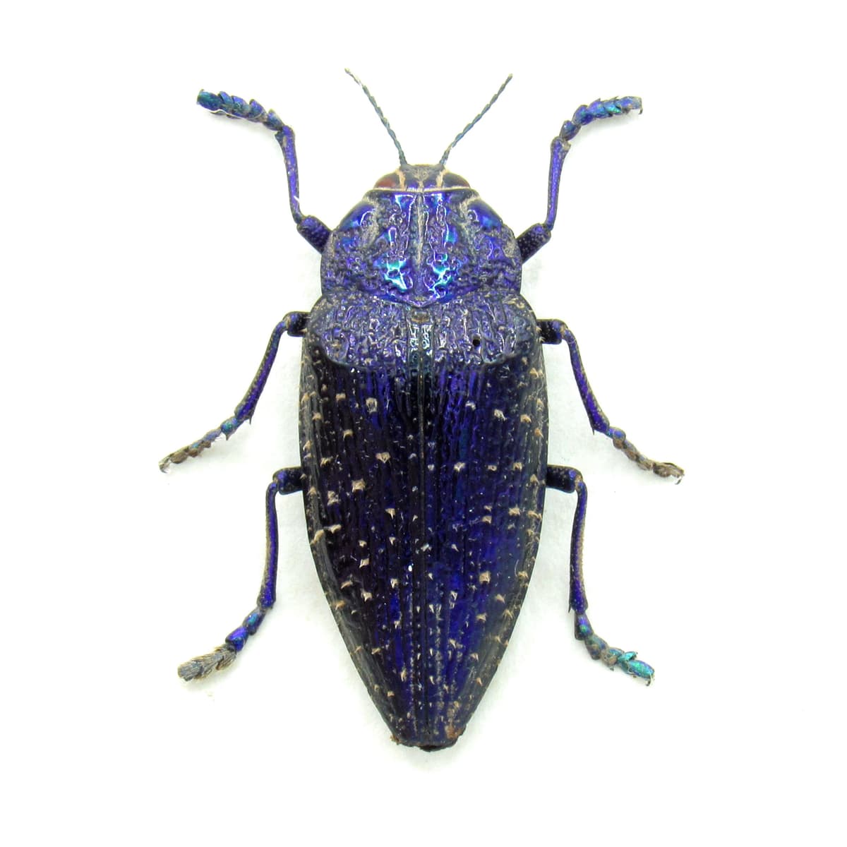 Real hairy purple beetle framed taxidermy - Polybothris sumptuosa
