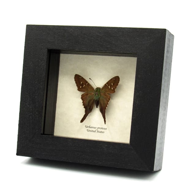 Real blue Long-tailed Skipper butterfly framed taxidermy - Urbanus proteus