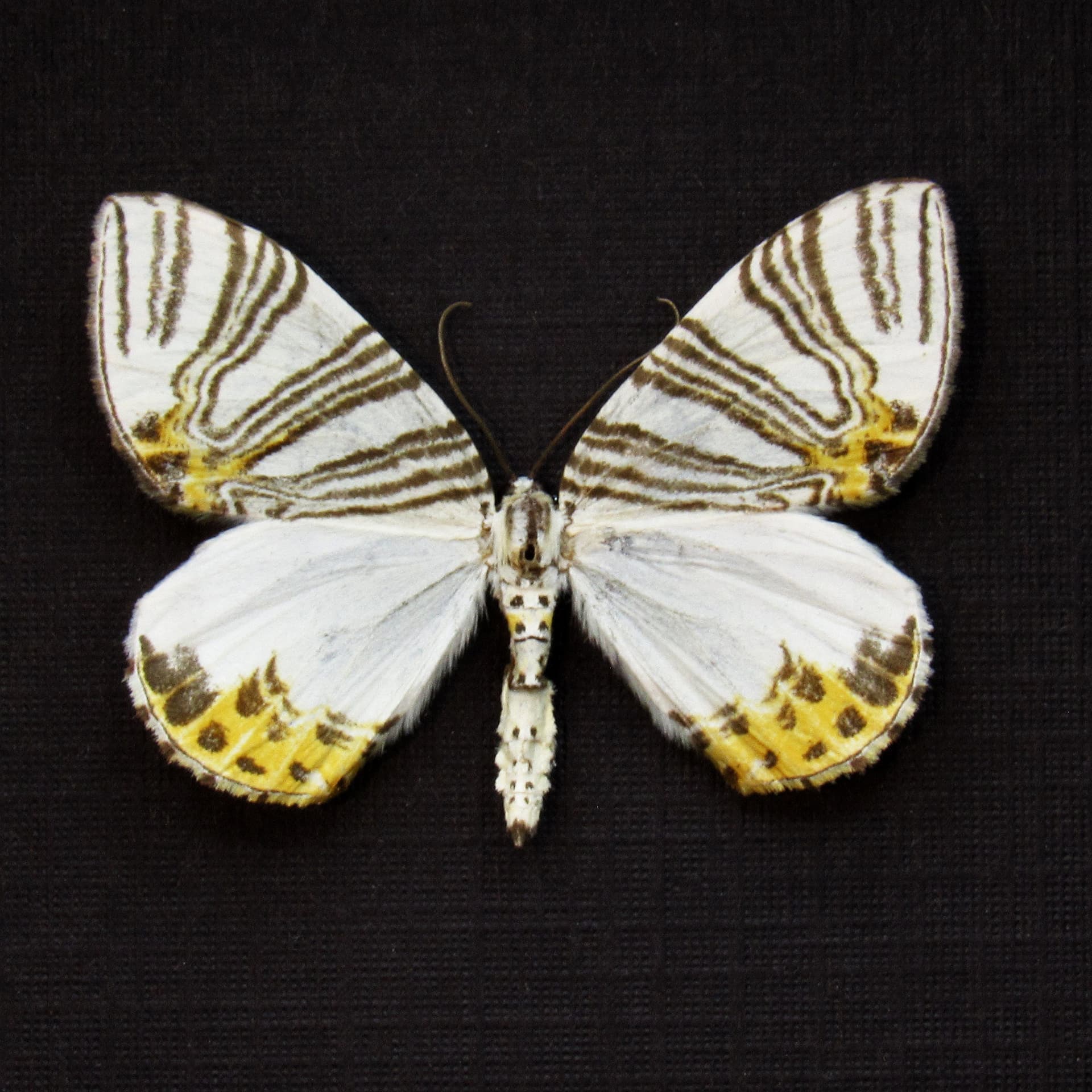 Real tiny Geometer moth framed taxidermy - Geometridae species