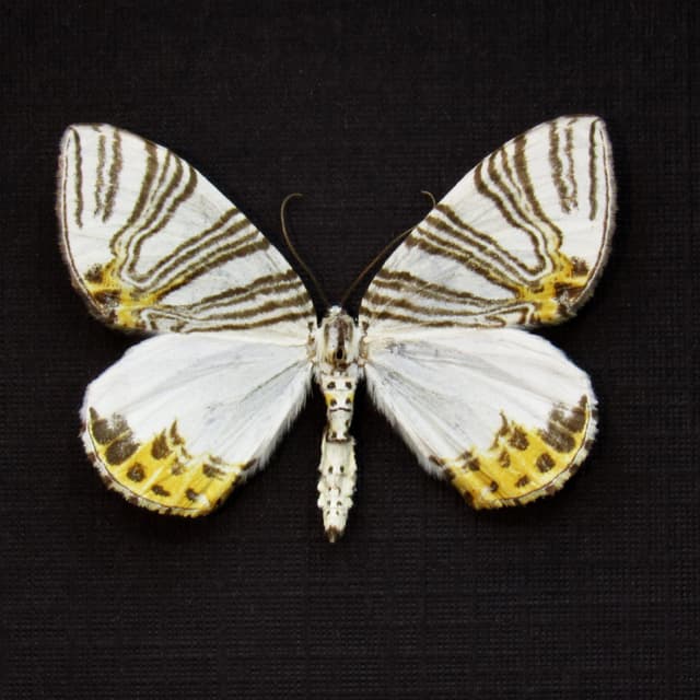 Real tiny Geometer moth framed taxidermy - Geometridae species