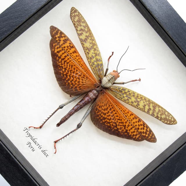 Real Giant red Grasshopper framed taxidermy - Tropidacris dux - XL female