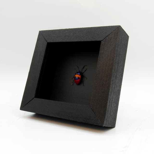 Rare metallic rainbow bug framed taxidermy - Scutelleridae species