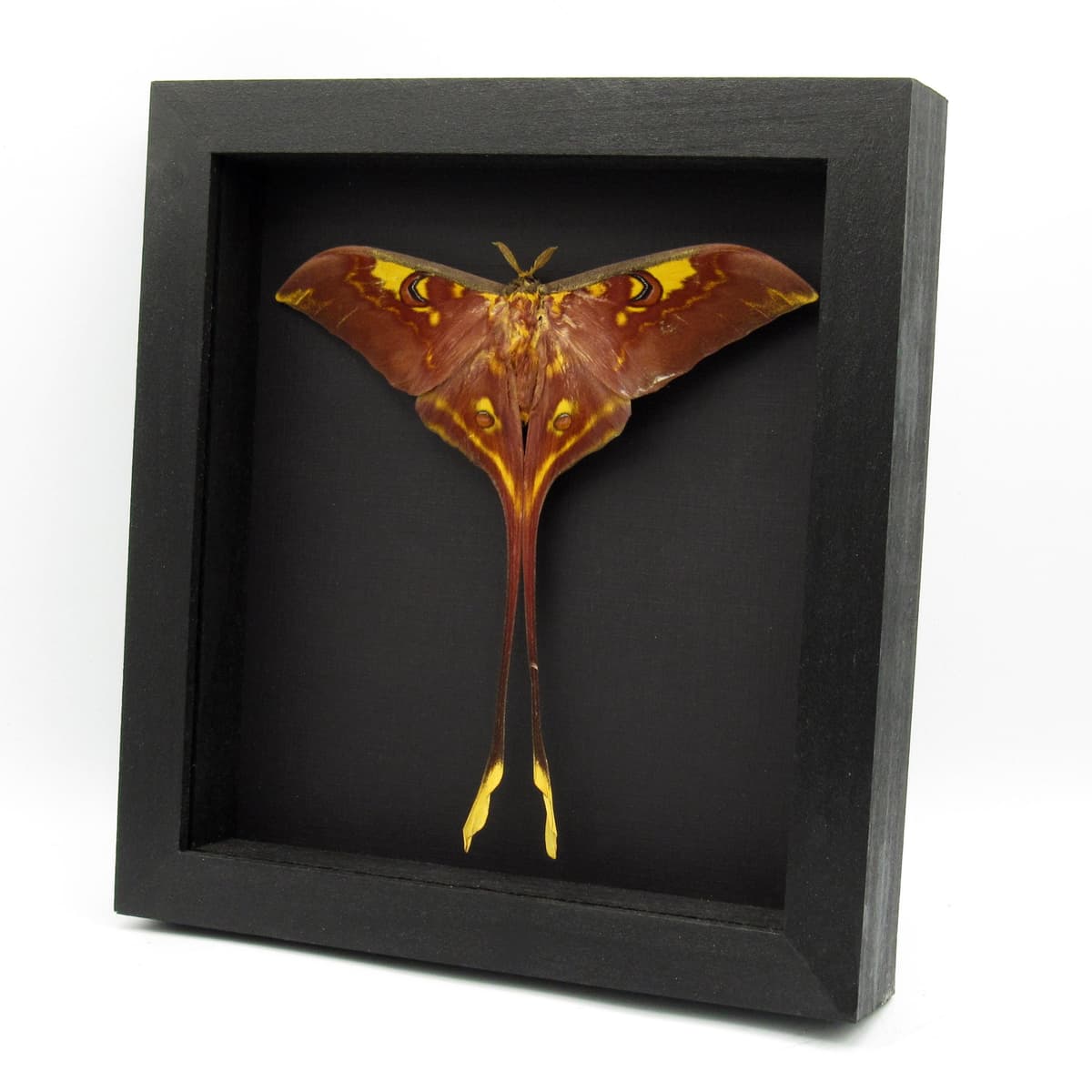 Rare XL Sulawesi Moon Moth framed taxidermy - Actias isis - Victorian mount - extra red
