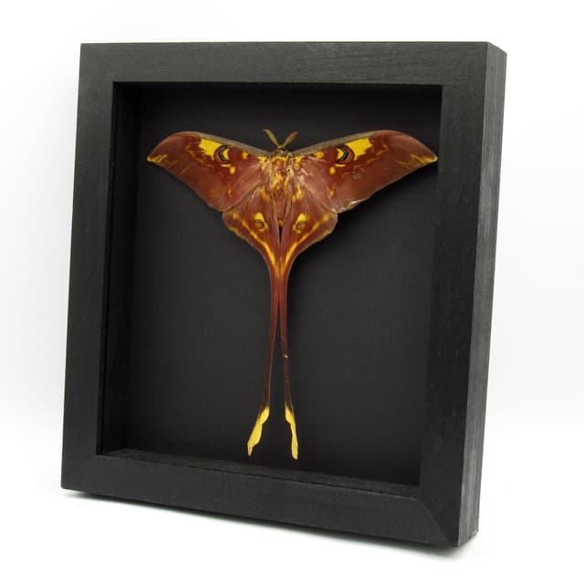 Rare XL Sulawesi Moon Moth framed taxidermy - Actias isis - Victorian mount - extra red