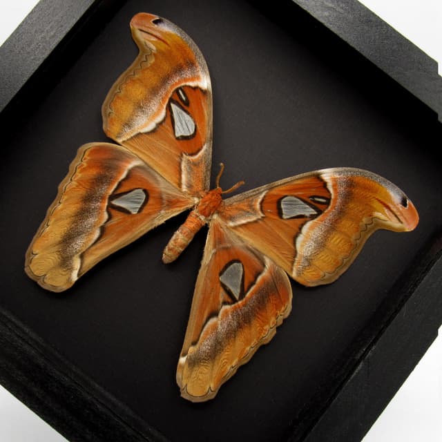 Real Giant Atlas moth framed taxidermy - Attacus lorquinii - female