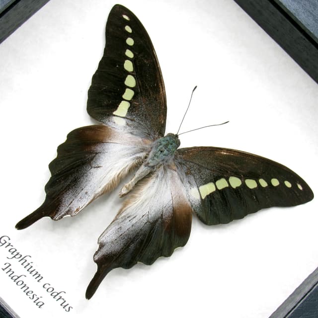 Real large green butterfly framed taxidermy - Graphium codrus