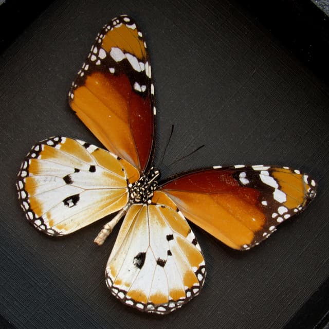 Real African Queen butterfly framed taxidermy - Danaus chrysippus