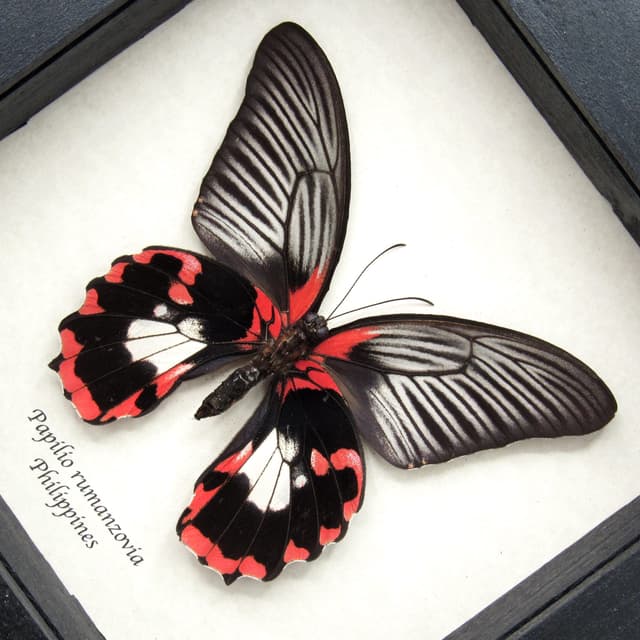 Large red butterfly framed taxidermy - Papilio rumanzovia - female